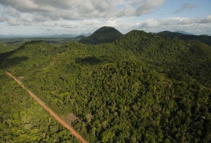 Rainforest